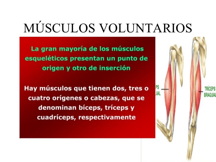Músculos