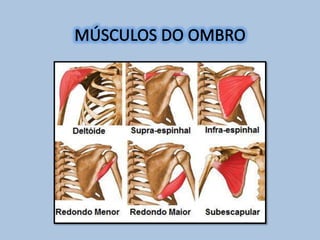 Anatomia do Ombro