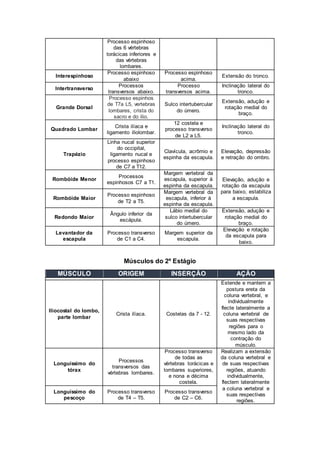 Processo espinhoso 
das 6 vértebras 
torácicas inferiores e 
das vértebras 
lombares. 
Interespinhoso 
Processo espinhoso 
abaixo 
Processo espinhoso 
acima. 
Extensão do tronco. 
Intertransverso 
Processos 
transversos abaixo. 
Processo 
transversos acima. 
Inclinação lateral do 
tronco. 
Grande Dorsal 
Processo espinhos 
de T7a L5, vertebras 
lombares, crista do 
sacro e do ilio. 
Sulco intertubercular 
do úmero. 
Extensão, adução e 
rotação medial do 
braço. 
Quadrado Lombar 
Crista ilíaca e 
ligamento iliolombar. 
12 costela e 
processo transverso 
de L2 a L5. 
Inclinação lateral do 
tronco. 
Trapézio 
Linha nucal superior 
do occipital, 
ligamento nucal e 
processo espinhoso 
de C7 a T12. 
Clavícula, acrômio e 
espinha da escapula. 
Elevação, depressão 
e retração do ombro. 
Rombóide Menor 
Processos 
espinhosos C7 a T1. 
Margem vertebral da 
escapula, superior à 
espinha da escapula. 
Elevação, adução e 
rotação da escapula 
para baixo, estabiliza 
Processo espinhoso 
Rombóide Maior a escapula. 
de T2 a T5. 
Margem vertebral da 
escapula, inferior à 
espinha da escapula. 
Redondo Maior 
Ângulo inferior da 
escápula. 
Lábio medial do 
sulco intertubercular 
do úmero. 
Extensão, adução e 
rotação medial do 
braço. 
Levantador da 
escapula 
Processo transverso 
de C1 a C4. 
Margem superior da 
escapula. 
Elevação e rotação 
da escapula para 
baixo. 
Músculos do 2º Estágio 
MÚSCULO ORIGEM INSERÇÃO AÇÃO 
Iliocostal do lombo, 
parte lombar 
Crista ilíaca. 
Costelas da 7 - 12. 
Estende e mantem a 
postura ereta da 
coluna vertebral, e 
individualmente 
flecte lateralmente a 
coluna vertebral de 
suas respectivas 
regiões para o 
mesmo lado da 
contração do 
músculo. 
Longuíssimo do 
tórax 
Processos 
transversos das 
vértebras lombares. 
Processo transverso 
de todas as 
vértebras torácicas e 
lombares superiores, 
e nona e décima 
costela. 
Realizam a extensão 
da coluna vertebral e 
de suas respectivas 
regiões, atuando 
individualmente, 
flectem lateralmente 
a coluna vertebral e 
suas respectivas 
regiões. 
Longuíssimo do 
pescoço 
Processo transverso 
de T4 – T5. 
Processo transverso 
de C2 – C6. 
 