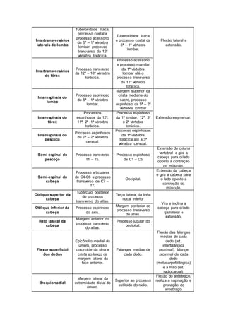 Intertransversários 
laterais do lombo 
Tuberosidade ilíaca, 
processo costal e 
processo acessório 
da 5ª – 1ª vértebra 
lombar, processo 
transverso da 12ª 
vértebra torácica. 
Tuberosidade ilíaca 
e processo costal da 
5ª – 1ª vértebra 
lombar. 
Flexão lateral e 
extensão. 
Intertransversários 
do tórax 
Processo transverso 
da 12ª – 10ª vértebra 
torácica. 
Processo acessório 
e processo mamilar 
da 1ª vértebra 
lombar até o 
processo transverso 
da 11ª vértebra 
torácica. 
Interespinais do 
lombo 
Processo espinhoso 
da 5ª – 1ª vértebra 
lombar. 
Margem superior da 
crista mediana do 
sacro, processo 
espinhoso da 5ª – 2ª 
vértebra lombar 
Extensão Interespinais do segmentar. 
tórax 
Processos 
espinhosos da 12ª, 
11ª, 2ª ,1ª vértebra 
torácica. 
Processo espinhoso 
da 1ª lombar, 12ª, 3ª 
e 2ª vértebra 
torácica. 
Interespinais do 
pescoço 
Processo espinhosos 
da 7ª – 2ª vértebra 
cervical. 
Processo espinhosos 
da 1ª vértebra 
torácica até a 3ª 
vértebra cervical. 
Semi-espinal do 
pescoço 
Processo transverso 
T1 – T5. 
Processo espinhoso 
de C1 – C5 
Extensão da coluna 
vertebral e gira a 
cabeça para o lado 
oposto a contração 
do músculo. 
Semi-espinal da 
cabeça 
Processo articulares 
de C4-C6 e processo 
transverso de C7 – 
T7. 
Occipital. 
Extensão da cabeça 
e gira a cabeça para 
o lado oposto a 
contração do 
músculo. 
Obliquo superior da 
cabeça 
Tubérculo posterior 
do processo 
transverso do atlas. 
Terço lateral da linha 
nucal inferior 
Vira e inclina a 
cabeça para o lado 
ipsilateral e 
extensão. 
Obliquo inferior da 
cabeça 
Processo espinhoso 
do áxis. 
Margem posterior do 
processo transverso 
do atlas. 
Reto lateral da 
cabeça 
Margem anterior do 
processo transverso 
do atlas. 
Processo jugular do 
occipital. 
Flexor superficial 
dos dedos 
Epicôndilo medial do 
úmero, processo 
coronoide da ulna e 
crista ao longo da 
margem lateral da 
face anterior. 
Falanges medias de 
cada dedo. 
Flexão das falanges 
médias de cada 
dedo (art. 
interfalângica 
proximal), falange 
proximal de cada 
dedo 
(metacarpofalângica) 
e a mão (art. 
radiocarpal). 
Braquiorradial 
Margem lateral da 
extremidade distal do 
úmero. 
Superior ao processo 
estiloide do rádio. 
Flexão do antebraço, 
realiza a supinação e 
pronação do 
antebraço. 
 