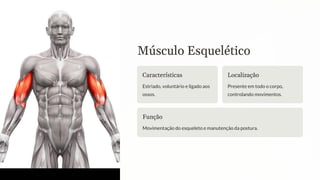 Músculo Esquelético
Características
Estriado, voluntário e ligado aos
ossos.
Localização
Presente em todo o corpo,
controlando movimentos.
Função
Movimentação do esqueleto e manutenção da postura.
 
