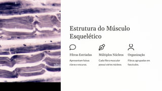 Estrutura do Músculo
Esquelético
Fibras Estriadas
Apresentam faixas
claras e escuras.
Múltiplos Núcleos
Cada fibra muscular
possui vários núcleos.
Organização
Fibras agrupadas em
fascículos.
 