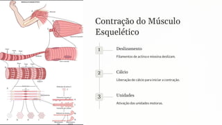 Contração do Músculo
Esquelético
1 Deslizamento
Filamentos de actina e miosina deslizam.
2 Cálcio
Liberação de cálcio para iniciar a contração.
3 Unidades
Ativação das unidades motoras.
 