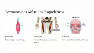 Formatos dos Músculos Esqueléticos
Fusiforme
Forma alongada, como o bíceps.
Peniforme
Fibras em forma de pena, como o reto
femoral.
Circular
Forma um anel, como o orbicular da boca.
 