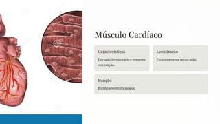 Músculo Cardíaco
Características
Estriado, involuntário e presente
no coração.
Localização
Exclusivamente no coração.
Função
Bombeamento do sangue.
 