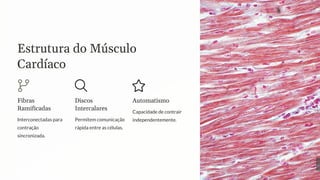 Estrutura do Músculo
Cardíaco
Fibras
Ramificadas
Interconectadas para
contração
sincronizada.
Discos
Intercalares
Permitem comunicação
rápida entre as células.
Automatismo
Capacidade de contrair
independentemente.
 