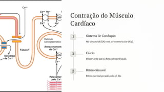 Contração do Músculo
Cardíaco
1 Sistema de Condução
Nó sinoatrial (SA) e nó atrioventricular (AV).
2 Cálcio
Importante para a força de contração.
3 Ritmo Sinusal
Ritmo normal gerado pelo nó SA.
 