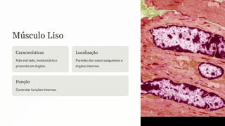 Músculo Liso
Características
Não estriado, involuntário e
presente em órgãos.
Localização
Paredes dos vasos sanguíneos e
órgãos internos.
Função
Controlar funções internas.
 
