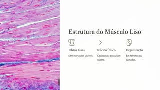 Estrutura do Músculo Liso
Fibras Lisas
Sem estriações visíveis.
Núcleo Único
Cada célula possui um
núcleo.
Organização
Em folhetos ou
camadas.
 
