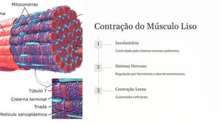 Contração do Músculo Liso
1 Involuntário
Controlado pelo sistema nervoso autônomo.
2 Sistema Nervoso
Regulação por hormônios e neurotransmissores.
3 Contração Lenta
Sustentada e eficiente.
 