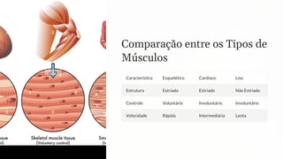 Comparação entre os Tipos de
Músculos
Característica Esquelético Cardíaco Liso
Estrutura Estriado Estriado Não Estriado
Controle Voluntário Involuntário Involuntário
Velocidade Rápida Intermediária Lenta
 
