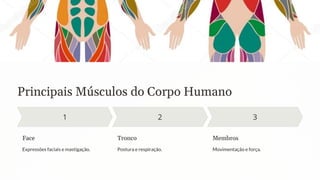 Principais Músculos do Corpo Humano
Face
Expressões faciais e mastigação.
Tronco
Postura e respiração.
Membros
Movimentação e força.
 