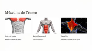 Músculos do Tronco
Peitoral Maior
Adução e rotação do braço.
Reto Abdominal
Flexão do tronco.
Trapézio
Elevação e rotação da escápula.
 