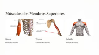 Músculos dos Membros Superiores
Bíceps
Flexão do cotovelo.
Tríceps
Extensão do cotovelo.
Deltóide
Abdução do ombro.
 