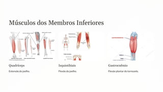 Músculos dos Membros Inferiores
Quadríceps
Extensão do joelho.
Isquiotibiais
Flexão do joelho.
Gastrocnêmio
Flexão plantar do tornozelo.
 