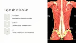 Tipos de Músculos
Esquelético
Responsável pelo movimento voluntário.
Cardíaco
Compõe o coração, bombeando sangue.
Liso
Controla órgãos internos involuntariamente.
 