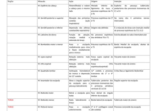 Região Músculo Ação Origem Inserção
M. Explênio da cabeça Fletem(flexão) e rodam
a cabeça para o mesmo
lado
Metade inferior do
ligamento da nuca e
processo espinhoso da T1
à T6
Esplenio do pescoço tubérculos
posteriores dos processos transversos de
C1 a C4
M. Serrátil posterior e superior Elevação das primeiras
costelas (ação
inspiratória)
Processo espinhoso da C7
à T3
No ramo dos 4 primeiros nervos
intercostais
M. Serrátil posterior e inferior Depressão das ultimas
costelas(Ato expiratório)
Origem não definida É o músculo do tórax com inserção medial
do processo espinhoso da T11 à L3
M. Latíssimo do dorso Função de adução,
rotação medial e
extensão do braço
No processo espinhoso
das vértebras T6 e T1
Está localizado no sulco intertubercular
M. Romboides maior e menor Puxa a escápula
medialmente para cima
e fixam medialmente
para o tronco
Processo espinhoso da T2
e T5
Borda Medial da escápula, abaixo da
espinha da escapula.
M. supra espinal Rotação externa mais
abdução
Fossa supra espinal da
escápula
Trocante maior do úmero
M. Infra espinal Rotação externa mais
abdução
Fossa infra
espinhosa(espinhal)
Trocante maior do úmero
M. Quadrado lombar Inclinação homolateral
do tronco e depressão
da 12ª costela
12ª costela e processo
transverso do 1º e 4º
lombar
Crista ilíaca e ligamento ileolombar
M. levantador da escápula Eleva o ângulo superior
da escápula para o
pescoço lateralmente
Tubérculos posterior dos
processos transversos das
4 primeiras vértebras
cervicais (C1 à C4)
Ângulo superior da escápula
M. Redondo maior Retrai a escápula para
baixo
Face dorsal do ângulo
inferior da escápula
TORAX M. Redondo menor Roda lateralmente o
braço
Borda lateral da escápula Tubérculo maior do úmero
TORAX M. Peitoral menor Puxa a escápula
anteriormente e
3ª à 5ª cartilagem costal
(de costela)
Processo coronoide da escapula
 