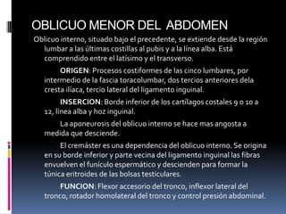 OBLICUO MENOR DEL ABDOMEN
Oblicuo interno, situado bajo el precedente, se extiende desde la región
lumbar a las últimas costillas al pubis y a la línea alba. Está
comprendido entre el latísimo y el transverso.
ORIGEN: Procesos costiformes de las cinco lumbares, por
intermedio de la fascia toracolumbar, dos tercios anteriores dela
cresta ilíaca, tercio lateral del ligamento inguinal.
INSERCION: Borde inferior de los cartílagos costales 9 o 10 a
12, línea alba y hoz inguinal.
La aponeurosis del oblicuo interno se hace mas angosta a
medida que desciende.
El cremáster es una dependencia del oblicuo interno. Se origina
en su borde inferior y parte vecina del ligamento inguinal las fibras
envuelven el funículo espermático y descienden para formar la
túnica eritroides de las bolsas testiculares.
FUNCION: Flexor accesorio del tronco, inflexor lateral del
tronco, rotador homolateral del tronco y control presión abdominal.

 