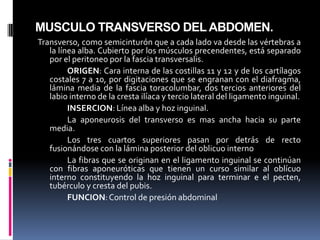 MUSCULO TRANSVERSO DEL ABDOMEN.
Transverso, como semicinturón que a cada lado va desde las vértebras a
la línea alba. Cubierto por los músculos precendentes, está separado
por el peritoneo por la fascia transversalis.
ORIGEN: Cara interna de las costillas 11 y 12 y de los cartílagos
costales 7 a 10, por digitaciones que se engranan con el diafragma,
lámina media de la fascia toracolumbar, dos tercios anteriores del
labio interno de la cresta ilíaca y tercio lateral del ligamento inguinal.
INSERCION: Línea alba y hoz inguinal.
La aponeurosis del transverso es mas ancha hacia su parte
media.
Los tres cuartos superiores pasan por detrás de recto
fusionándose con la lámina posterior del oblicuo interno
La fibras que se originan en el ligamento inguinal se continúan
con fibras aponeuróticas que tienen un curso similar al oblícuo
interno constituyendo la hoz inguinal para terminar e el pecten,
tubérculo y cresta del pubis.
FUNCION: Control de presión abdominal

 
