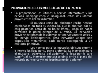 INERVACION DE LOS MUSCULOS DE LA PARED
 La proporcionan los últimos 6 nervios intercostales y los
nervios iliohipogastrico e ilioinguinal, estos dos últimos
provenientes del plexo lumbar.

El musculo recto del abdomen recibe nervios
escalonados en toda su extensión, que lo abordan por su
cara posterior, cerca de su borde lateral, luego de haber
perforado la pared exterior de su vaina. La inervación
proviene de ramos de los últimos seis nervios intercostales y
del nervio iliohipogastrico. Esta inervación adopta una
disposición metamerica; cada nervio corresponde a un
miotomo primitivo.

Los nervios para los músculos oblicuos externo
e interno les llega por su parte profunda. La inervación para
el musculo transverso del abdomen le llega por la cara
superficial, su inervación motora se ubica entre el plano del
musculo transverso y el oblicuo interno del abdomen

ABDOMINAL.

 