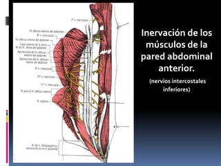 Inervación de los
músculos de la
pared abdominal
anterior.
(nervios intercostales
inferiores)

 