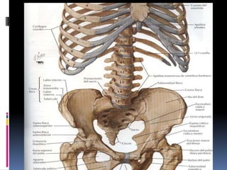 Músculos abdominales andomen nuevo