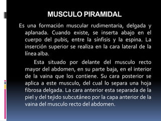 MUSCULO PIRAMIDAL
Es una formación muscular rudimentaria, delgada y
aplanada. Cuando existe, se inserta abajo en el
cuerpo del pubis, entre la sínfisis y la espina. La
inserción superior se realiza en la cara lateral de la
línea alba.
Esta situado por delante del musculo recto
mayor del abdomen, en su parte baja, en el interior
de la vaina que los contiene. Su cara posterior se
aplica a este musculo, del cual lo separa una hoja
fibrosa delgada. La cara anterior esta separada de la
piel y del tejido subcutáneo por la capa anterior de la
vaina del musculo recto del abdomen.

 