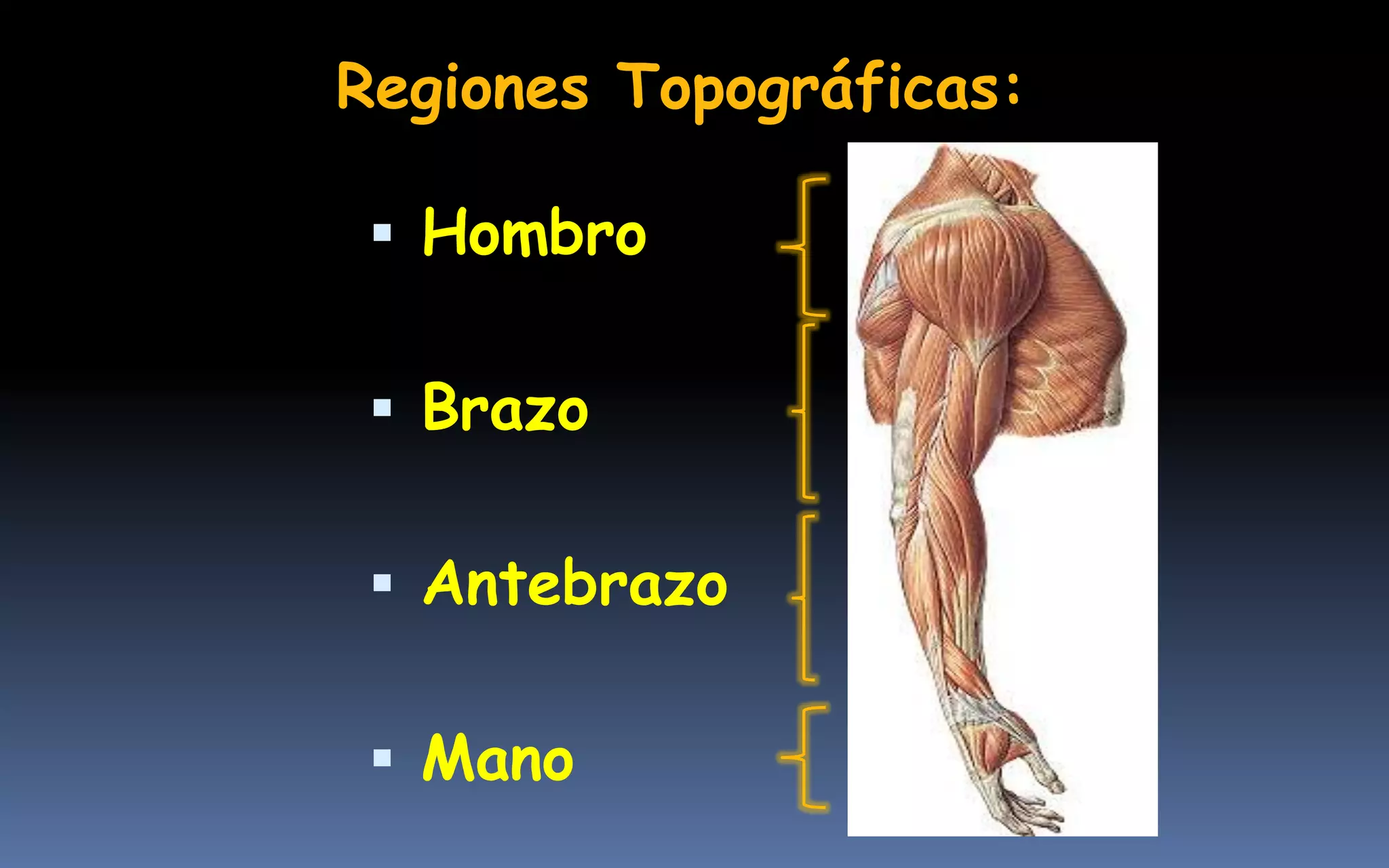 Regiones Topográficas:

  Hombro

  Brazo

  Antebrazo

  Mano
 