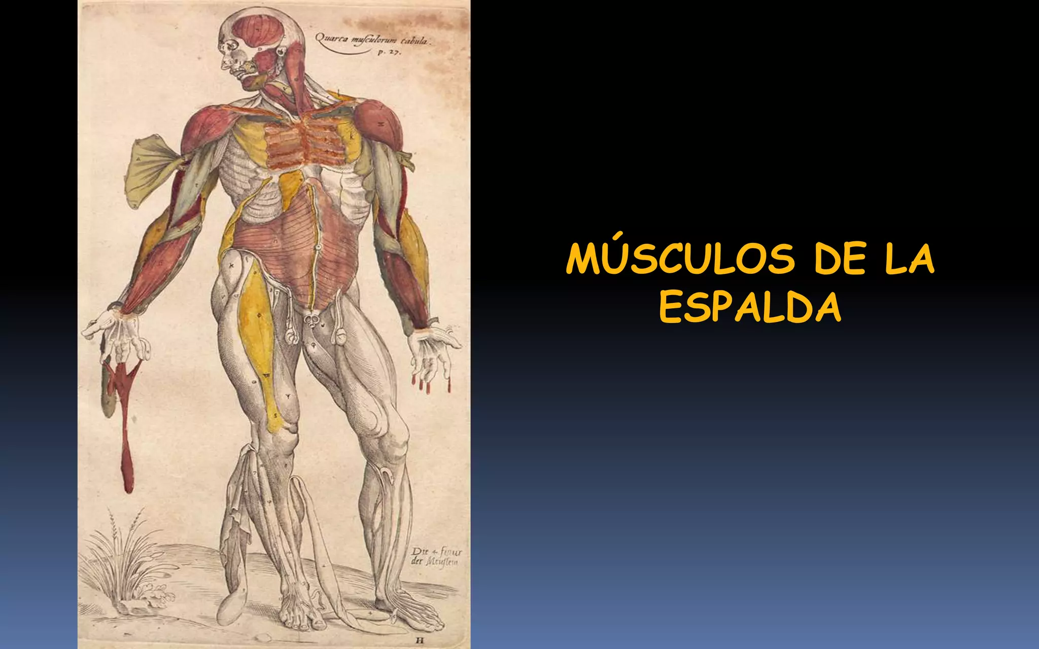 MÚSCULOS DE LA
   ESPALDA
 