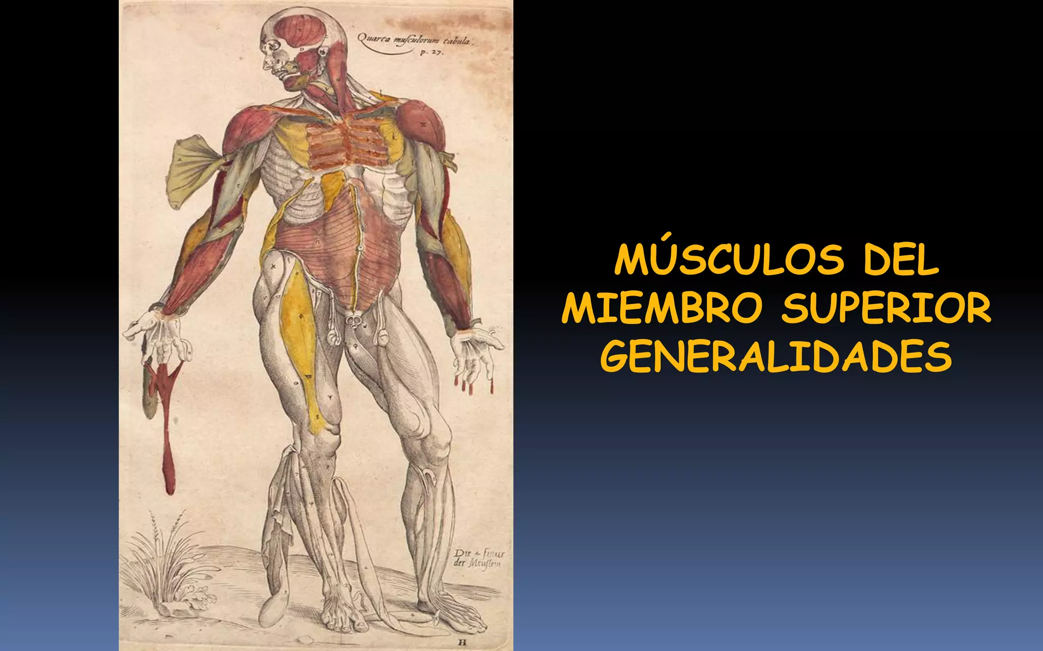 MÚSCULOS DEL
MIEMBRO SUPERIOR
 GENERALIDADES
 