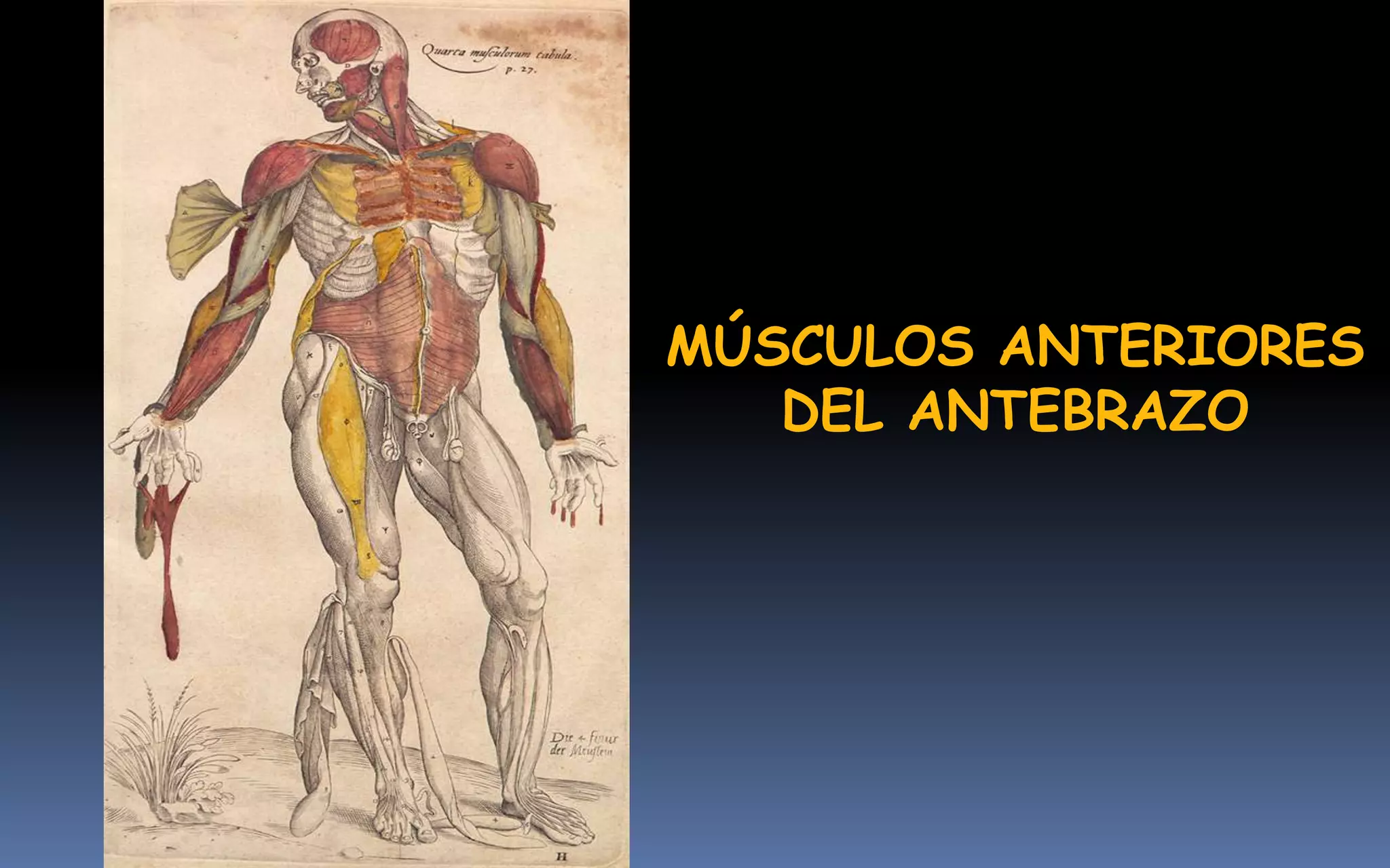 MÚSCULOS ANTERIORES
   DEL ANTEBRAZO
 