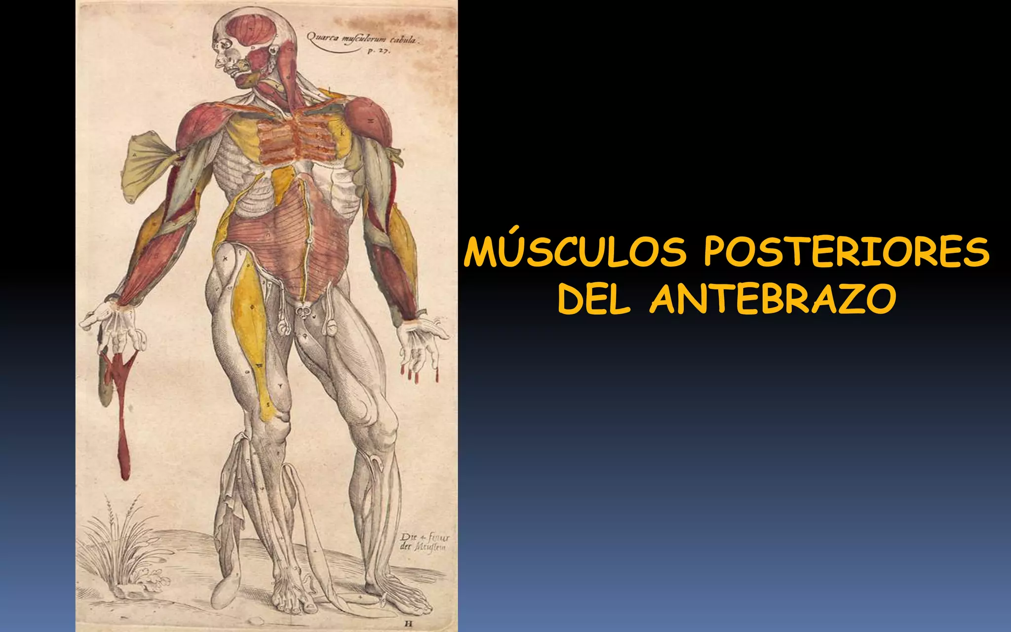 MÚSCULOS POSTERIORES
   DEL ANTEBRAZO
 