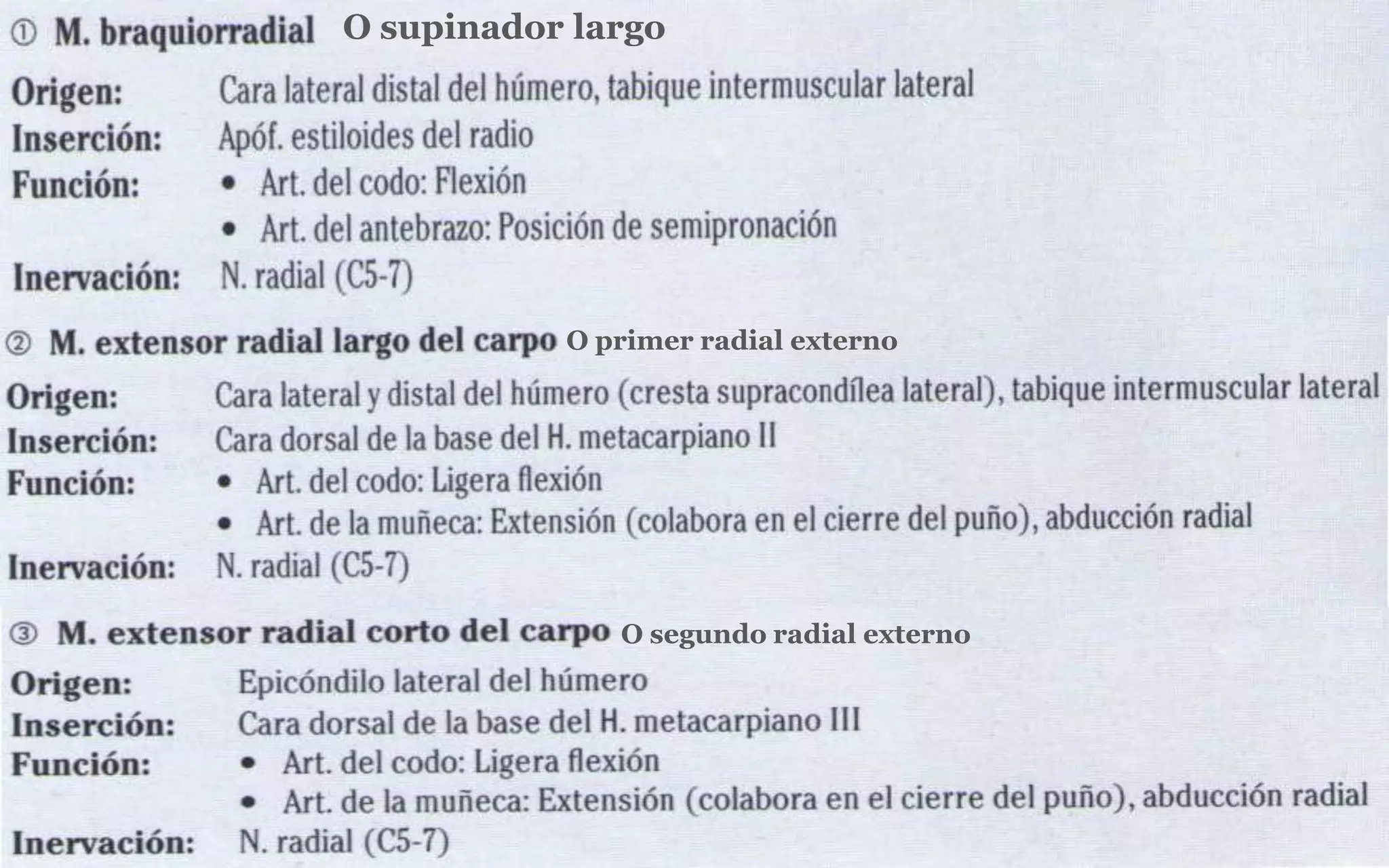 O supinador largo




           O primer radial externo




              O segundo radial externo
 
