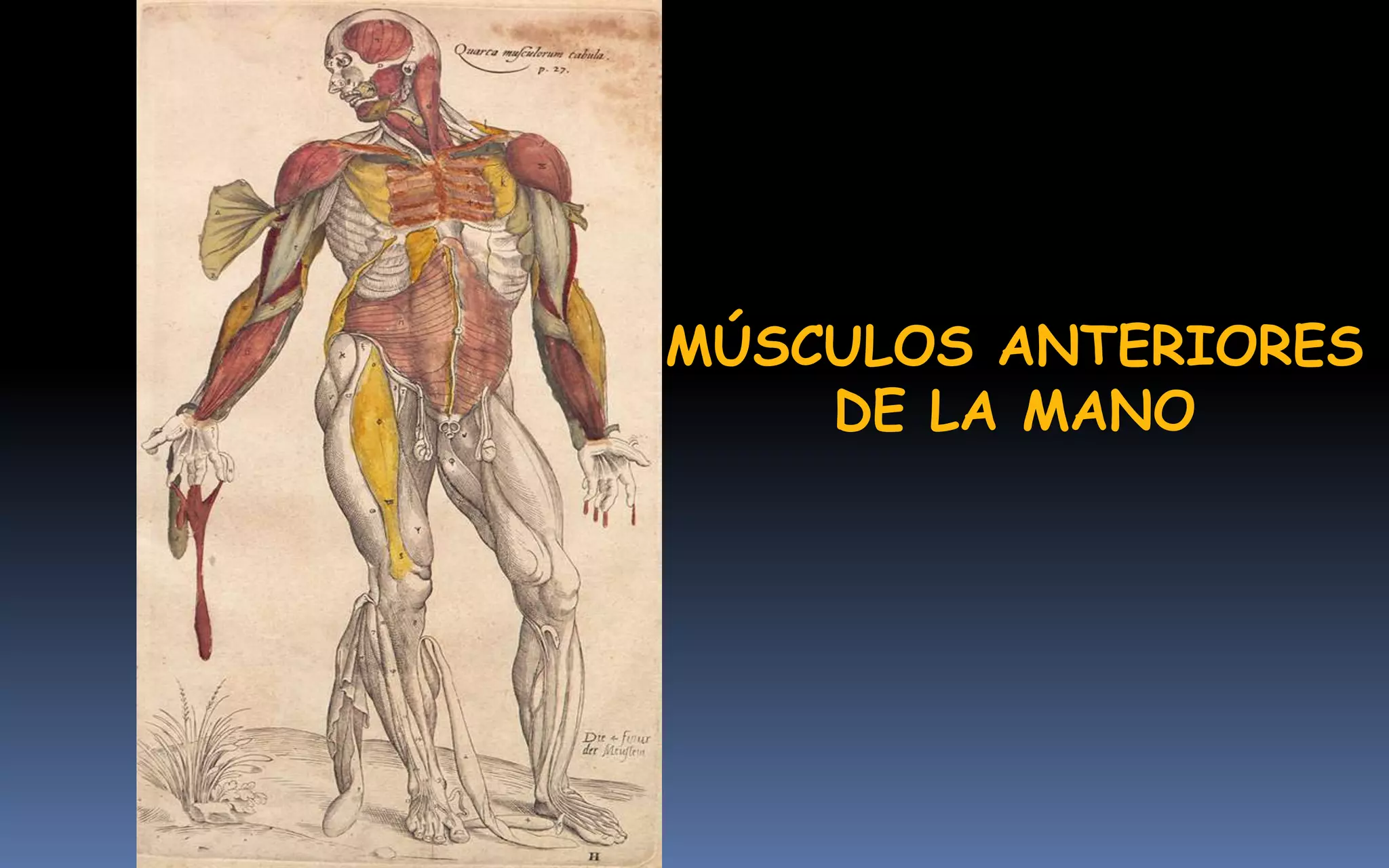 MÚSCULOS ANTERIORES
    DE LA MANO
 