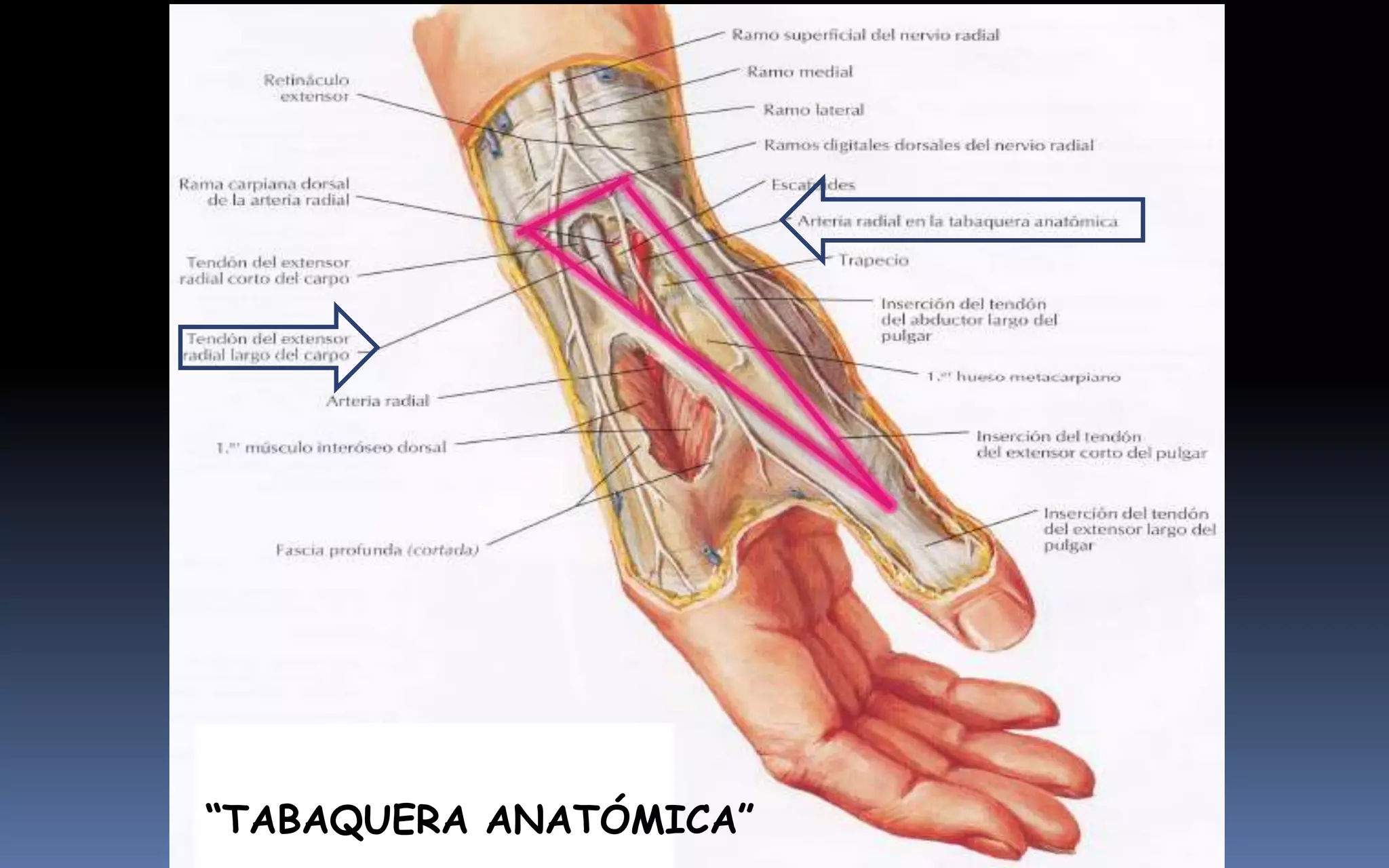 “TABAQUERA ANATÓMICA”
 