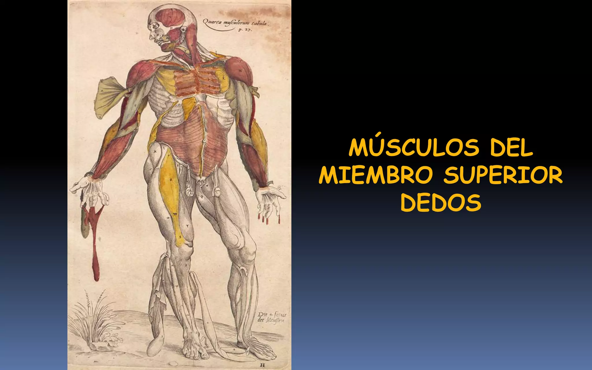 MÚSCULOS DEL
MIEMBRO SUPERIOR
     DEDOS
 