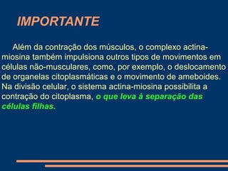 IMPORTANTE
   Além da contração dos músculos, o complexo actina-
miosina também impulsiona outros tipos de movimentos em
células não-musculares, como, por exemplo, o deslocamento
de organelas citoplasmáticas e o movimento de ameboides.
Na divisão celular, o sistema actina-miosina possibilita a
contração do citoplasma, o que leva à separação das
células filhas.
 