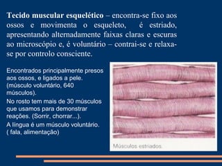 Tecido muscular esquelético – encontra-se fixo aos
ossos e movimenta o esqueleto,           é estriado,
apresentando alternadamente faixas claras e escuras
ao microscópio e, é voluntário – contrai-se e relaxa-
se por controlo consciente.

Encontrados principalmente presos
aos ossos, e ligados a pele.
(músculo voluntário, 640
músculos).
No rosto tem mais de 30 músculos
que usamos para demonstrar
reações. (Sorrir, chorrar...).
A língua é um músculo voluntário.
( fala, alimentação)
 