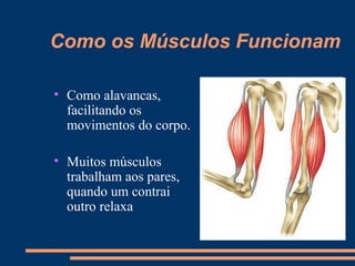 Como os Músculos Funcionam

• Como alavancas,
  facilitando os
  movimentos do corpo.

• Muitos músculos
  trabalham aos pares,
  quando um contrai
  outro relaxa.
 