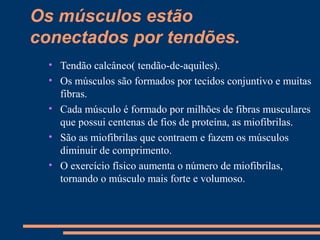 Os músculos estão
conectados por tendões.
  • Tendão calcâneo( tendão-de-aquiles).
  • Os músculos são formados por tecidos conjuntivo e muitas
    fibras.
  • Cada músculo é formado por milhões de fibras musculares
    que possui centenas de fios de proteína, as miofibrilas.
  • São as miofibrilas que contraem e fazem os músculos
    diminuir de comprimento.
  • O exercício físico aumenta o número de miofibrilas,
    tornando o músculo mais forte e volumoso.
 