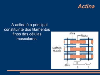 Actina


    A actina é a principal
constituinte dos filamentos
    finos das células
        musculares.
 