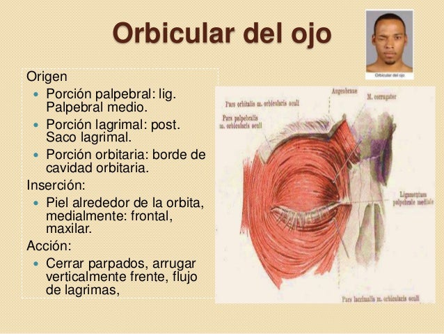 Músulos Cara y Cuello