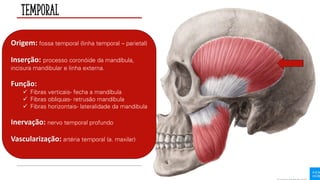 Temporal
Origem: fossa temporal (linha temporal – parietal)
Inserção: processo coronóide da mandíbula,
incisura mandibular e linha externa.
Função:
✓ Fibras verticais- fecha a mandíbula
✓ Fibras obliquas- retrusão mandíbula
✓ Fibras horizontais- lateralidade da mandibula
Inervação: nervo temporal profundo
Vascularização: artéria temporal (a. maxilar)
 