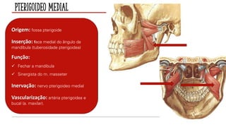 Pterigoideo Medial
Origem: fossa pterigoide
Inserção: face medial do ângulo da
mandíbula (tuberosidade pterigoidea)
Função:
✓ Fechar a mandíbula
✓ Sinergista do m. masseter
Inervação: nervo pterigoideo medial
Vascularização: artéria pterigoidea e
bucal (a. maxilar).
 