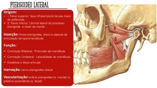 Pterigoideo Lateral
1
2
Origem:
✓ 1. Feixe superior: face infratemporal da asa maior
do esfenoide.
✓ 2. Feixe inferior: Lâmina lateral do processo
pterigoide e túber da maxila .
Inserção: fóvea pterigoidea, disco e cápsula da
articulação temporomandibular
Função:
✓ Contração Bilateral: Protrusão da mandíbula
✓ Contração Unilateral: Lateralidade da mandíbula.
✓ Estabiliza o disco articular
Inervação: nervo pterigoideo lateral
Vascularização:artéria pterigoidea (a. maxilar) e
palatina ascendente (a. facial)
 