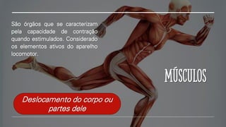 Músculos
São órgãos que se caracterizam
pela capacidade de contração
quando estimulados. Considerado
os elementos ativos do aparelho
locomotor.
Deslocamento do corpo ou
partes dele
 