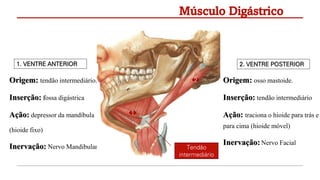 Origem: tendão intermediário.
Inserção: fossa digástrica
Ação: depressor da mandíbula
(hioide fixo)
Inervação: Nervo Mandibular
Músculo Digástrico
1
2
1. VENTRE ANTERIOR 2. VENTRE POSTERIOR
Origem: osso mastoide.
Inserção: tendão intermediário
Ação: traciona o hioide para trás e
para cima (hioide móvel)
Inervação: Nervo Facial
Tendão
intermediário
 
