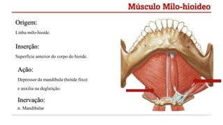 Origem:
Linha milo-hioide.
Inserção:
Superfície anterior do corpo do hioide.
Ação:
Depressor da mandíbula (hióide fixo)
e auxilia na deglutição.
Inervação:
n. Mandibular
Músculo Milo-hioideo
 
