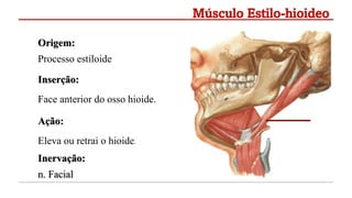 Origem:
Processo estiloide
Inserção:
Face anterior do osso hioide.
Ação:
Eleva ou retrai o hioide.
Inervação:
n. Facial
Músculo Estilo-hioideo
 