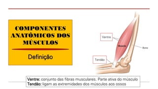 COMPONENTES
ANATÔMICOS DOS
MÚSCULOS
Definição
Ventre
Tendão
Ventre: conjunto das fibras musculares. Parte ativa do músculo
Tendão: ligam as extremidades dos músculos aos ossos
 